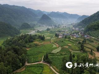 务川：特色蔬菜产业助农增收