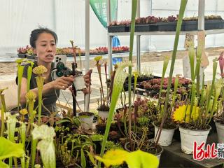 这些绿植会抓虫 线上日销2000单