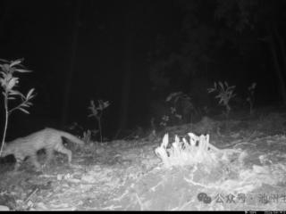 池州青阳首次拍到国家二级保护动物豹猫