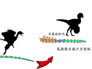 我国科学家揭示鸟类尾巴演化的“关键拼图”