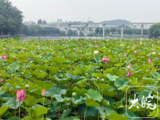 一池荷风拂江城！ 芜湖镜湖公园荷花进入盛花期