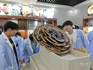 扎根千亿香菇产业 随职香菇学院“种”出70%本土就业率