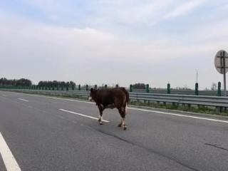 高速路上黄牛散步，高速四平支队民警火速响应