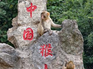 “猴小匡”和他的3000多个野生邻居丨红色血脉 精神丰碑