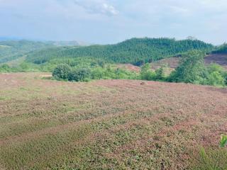 98万元“贷”动药材香 工行普惠活水精准润乡土——一剂金融良方解涉农药企“成长之渴”
