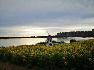 梅冲湖畔向日葵盛放 城郊花海成休闲打卡新去处