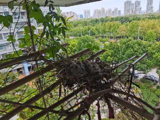 合肥一居民家阳台连续多年迎来斑鸠筑巢孵雏
