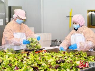 “河北净菜”进京记（三）｜质高价优，赢得连锁餐饮好口碑