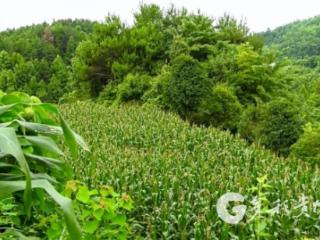 凤冈：鲜食玉米丰收 田间采收忙