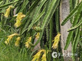 赤水市复兴镇 ：火龙果即将成熟上市 开启甜蜜采摘季