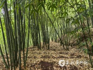 红托竹荪+天麻轮作，赤水探索林下生“多金”