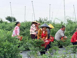 工行凯里分行:深耕特色农业金融 辖内首笔“贵农担一助农贷”成功落地