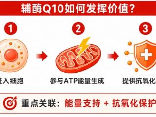 福延年辅酶口服液：五大核心功效，精准适配国人亚健康体质
