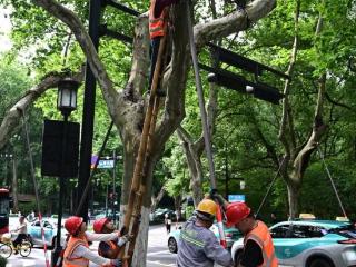 备战台风“巴威”，西湖断桥、北山街等区域已加固支撑树木915株