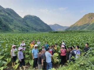 从“凭经验”到“看数据”——广西西林烟草科技赋能烟叶采烤