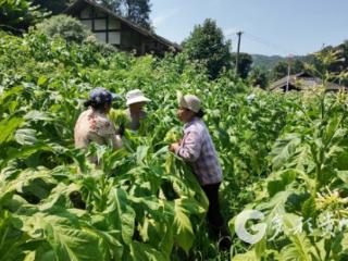 习水县良村镇：做强烤烟特色产业 铺就群众增收致富路