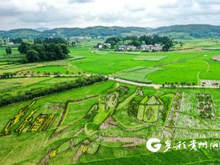 播州区石板镇：彩色稻田绘美景 多元产业促振兴