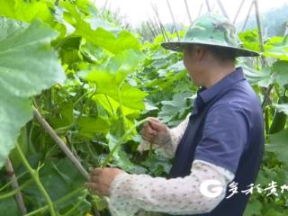 播州区鸭溪镇：党建赋能“蔬”写好“钱”景