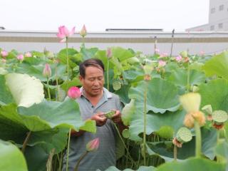 济宁市鱼台县：小小莲蓬撑起乡村振兴“致富伞”