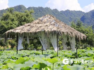 满目青绿！绥阳盛林农场新增荷塘打卡点