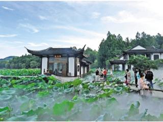 “雾”里赏荷