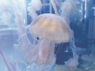 水母高频出没怎么防？近期尽量避免下海游泳