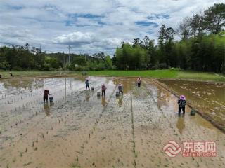 三明宁化：水稻制种移栽忙