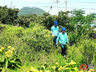 枣庄山亭供电：集中排查隐患 迎对台风“巴威”