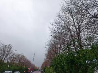 行道树遭虫害枯萎折枝 检察机关公益诉讼精准“问诊”护绿