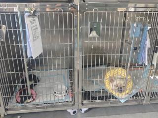 长乐林场两只忠犬勇斗五步蛇，双双被咬伤住了6天院，兽医：狗被毒蛇咬伤往年一年接诊两三次，今年一周就有三次