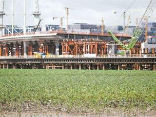 海上造林一天能栽4万棵红树苗 翔安滩涂复绿碧海归