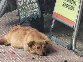 宠宝回家——一场校门口的温暖邂逅！舜华学校救助流浪狗一家，五只幼犬公开寻家