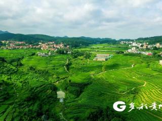 仁怀高大坪镇：立足资源禀赋 绘就富民强村新画卷