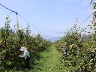 济宁市鱼台县：河滩变梨园，堤岸经济长出“金果子”