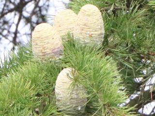 郯城县高峰头镇：罕见！五十年雪松挂果