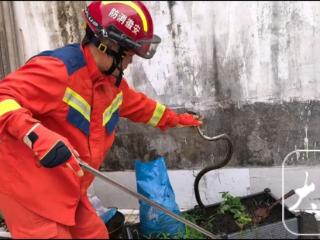 黄山近期蛇类活动高发 消防送上防蛇急救指南