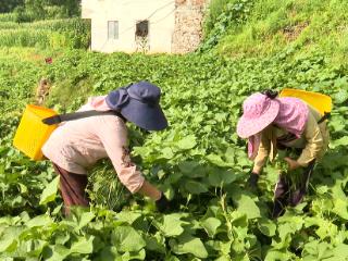 普定县鸡场坡镇：引种佛手瓜尖新产业 铺就乡村振兴富民路