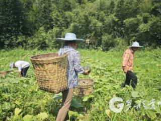“小南瓜”成“致富瓜”！赤水市白云乡贝贝南瓜丰产又畅销