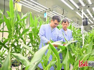激活农业“芯片” 护航种业振兴——《河北省种业条例》解读