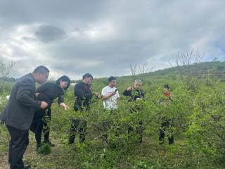 贵州黔南探索保险“兜底”机制护航刺梨产业发展