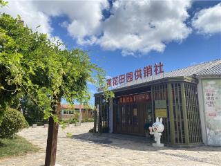 鲁网独家新闻丨山水田园藏诗意 赋能深耕融文旅 青岛即墨供销巧依美丽乡村做民宿