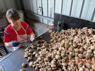 感知幸福中国陕西行|鲜香菇还分等级 你知道吗？媒体和大V现场学习蘑菇分拣